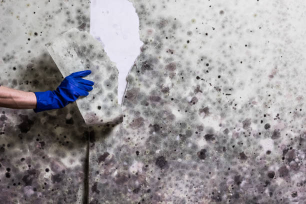 Best Residential Mold Remediation in Cowpens, SC